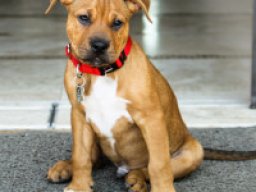 bullboxer_staffy_bull_1_20220724_1481686542